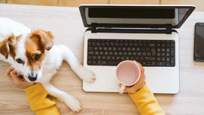 Junge Frau arbeitet am Laptop. Kleiner Hund sitzt bei ihr. ©  Eva, stock.adobe.com
