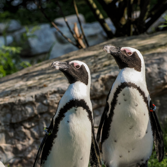 Tierwelten erleben im Zoo Salzburg